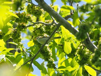 Eastern Crowned Warbler 宮城沢林道(札幌市西区) Sun, 5/26/2024