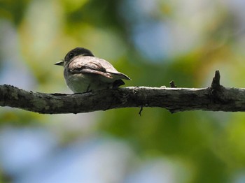 Asian Brown Flycatcher 宮城沢林道(札幌市西区) Sun, 5/26/2024