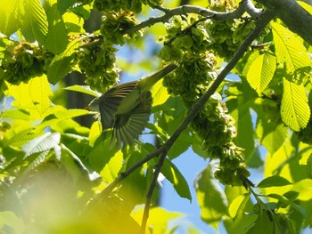 Eastern Crowned Warbler 宮城沢林道(札幌市西区) Sun, 5/26/2024