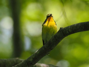 Narcissus Flycatcher 宮城沢林道(札幌市西区) Sun, 5/26/2024