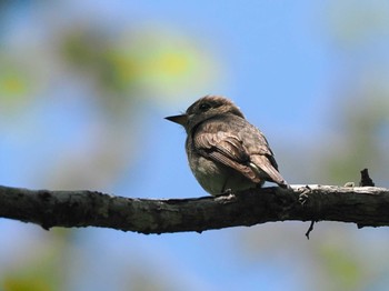 Asian Brown Flycatcher 宮城沢林道(札幌市西区) Sun, 5/26/2024