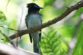 サンコウチョウ 東京都多摩地域 2024年5月9日(木)