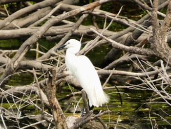 2024年5月26日(日) 沢山池の野鳥観察記録