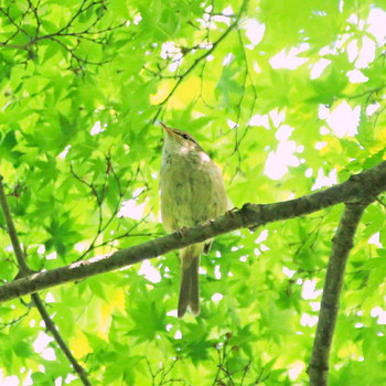 Japanese Bush Warbler Shinjuku Gyoen National Garden Sun, 5/1/2016