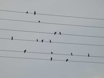 2024年5月26日(日) くつわ堰の野鳥観察記録