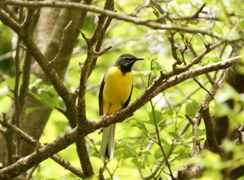 Sun, 5/26/2024 Birding report at 箱根ビジターセンター