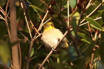 メジロ 三ツ池公園(横浜市鶴見区) 2019年1月9日(水)