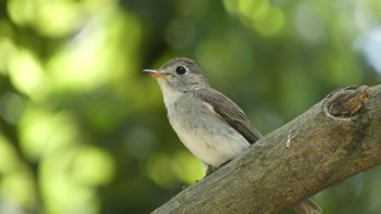 2024年5月25日(土) 京都御苑の野鳥観察記録