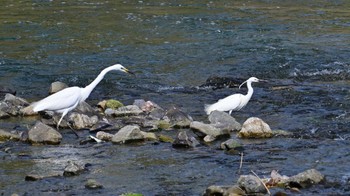 Great Egret 鴨川 Sat, 5/25/2024