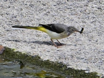 Grey Wagtail 鴨川 Sat, 5/25/2024