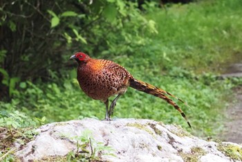 Copper Pheasant あきる野市 Sun, 5/26/2024