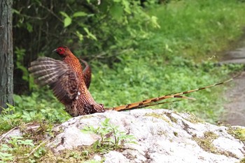 Copper Pheasant あきる野市 Sun, 5/26/2024