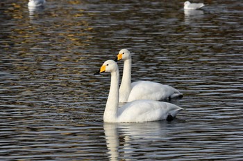 Whooper Swan