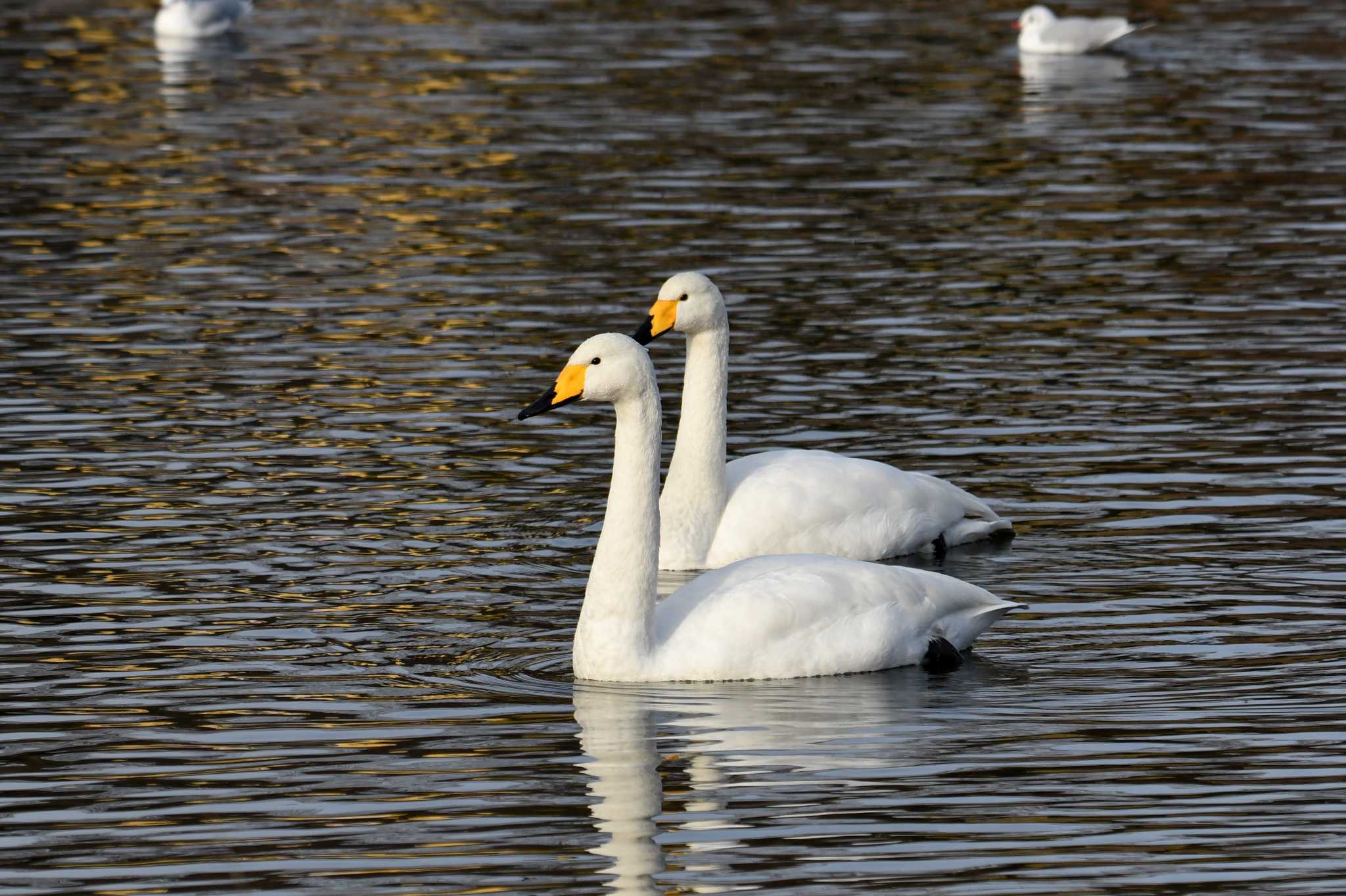 Photo of Whooper Swan at 広瀬川（宮城県） by あひる