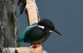 Tue, 5/28/2024 Birding report at 平和の森公園、妙正寺川