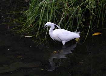 コサギ 平和の森公園、妙正寺川 2024年5月28日(火)