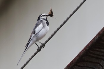 White Wagtail 近所 Mon, 5/6/2024