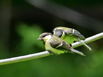 Japanese Tit Kyoto Gyoen Sat, 5/25/2024