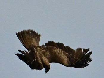 Black Kite 鴨川 Sat, 5/25/2024