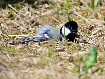 Japanese Tit Kyoto Gyoen Sat, 5/25/2024