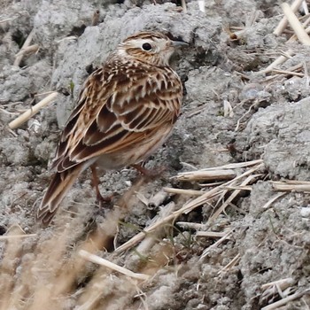 Water Pipit Unknown Spots Fri, 1/11/2019