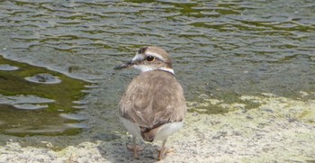 2024年5月25日(土) 鴨川の野鳥観察記録