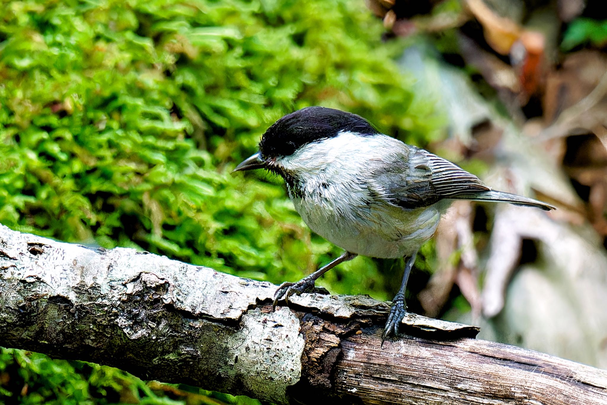 山梨県 コガラの写真 by アポちん