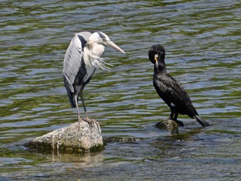 Great Cormorant 鴨川 Sat, 5/25/2024