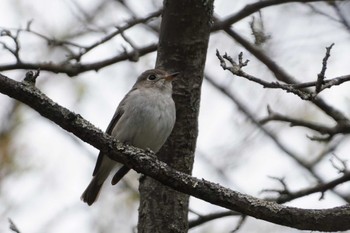 Sun, 5/19/2024 Birding report at Senjogahara Marshland