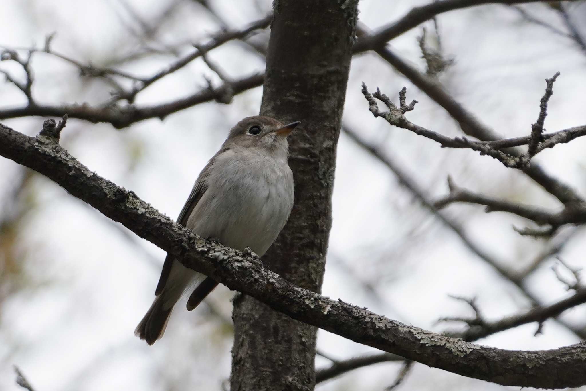 Asian Brown Flycatcher