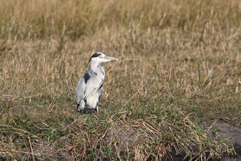 Grey Heron Khwai Private Reserve(Okavango Delta) Tue, 5/14/2024