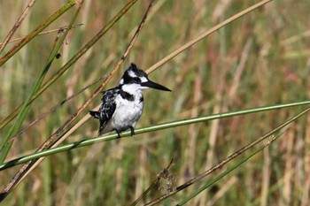 Pied Kingfisher Khwai Private Reserve(Okavango Delta) Wed, 5/15/2024