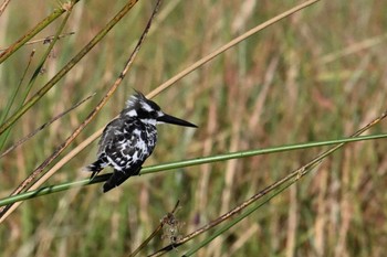 Pied Kingfisher Khwai Private Reserve(Okavango Delta) Wed, 5/15/2024