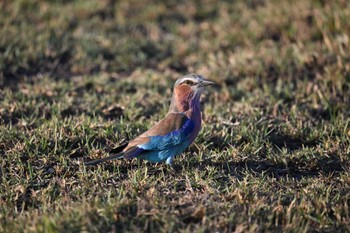 Lilac-breasted Roller クワイ私営保護区 オカバンゴ・デルタ Tue, 5/14/2024