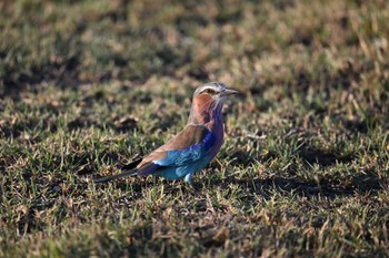 Lilac-breasted Roller Khwai Private Reserve(Okavango Delta) Tue, 5/14/2024