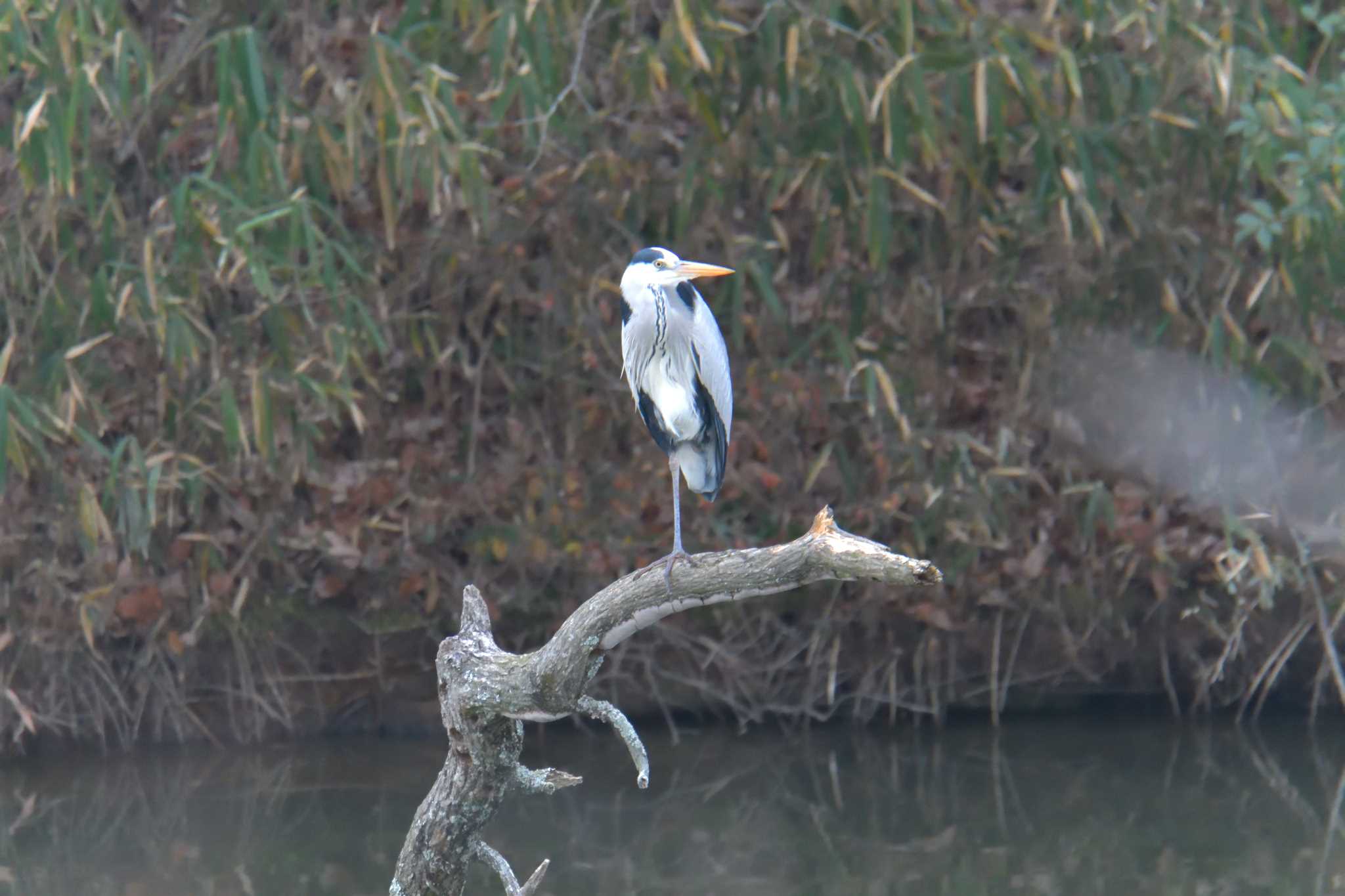 Photo of Grey Heron at 滋賀県甲賀市甲南町創造の森 by masatsubo