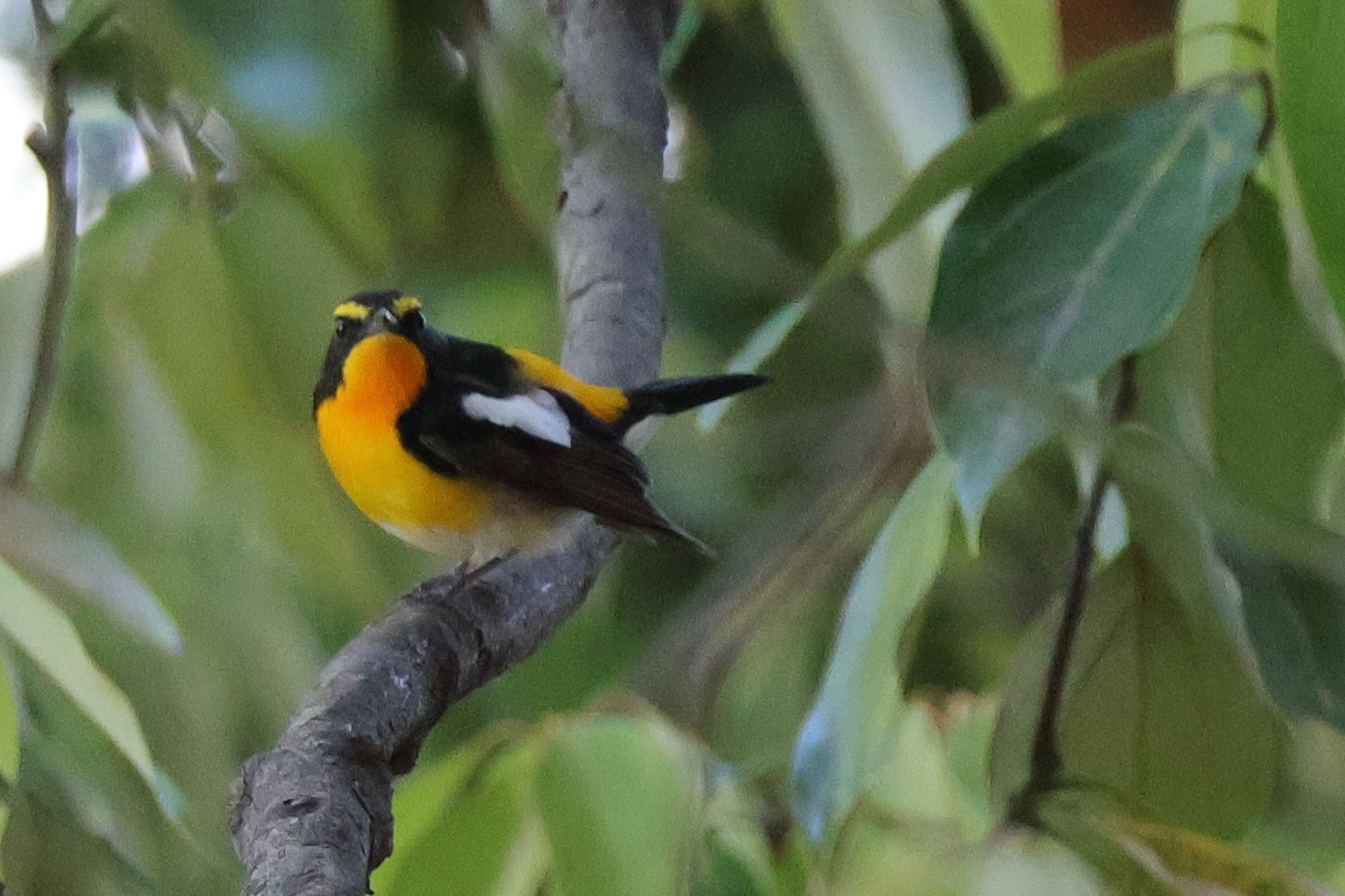 Photo of Narcissus Flycatcher at 近所 by ToriaTama