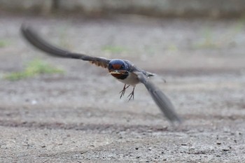 Barn Swallow 近所 Wed, 5/8/2024