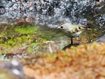 Goldcrest Okuniwaso(Mt. Fuji) Tue, 5/21/2024