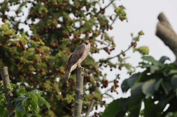 Fri, 5/24/2024 Birding report at 東京都多摩地域