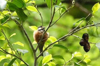 Varied Tit Shinjuku Gyoen National Garden Tue, 5/7/2024