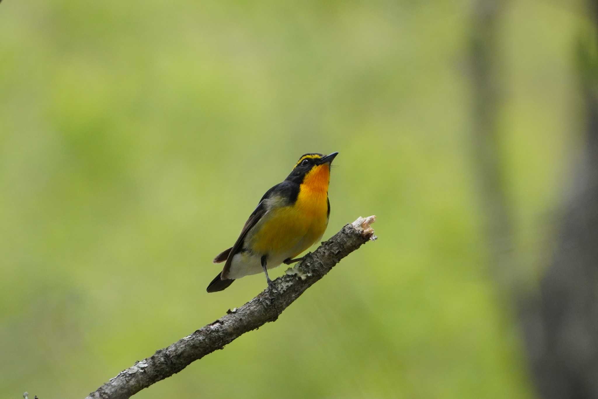 Narcissus Flycatcher