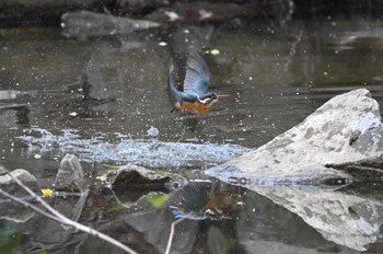 Sun, 4/7/2024 Birding report at 猿江恩賜公園