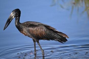 クロスキハシコウ クワイ私営保護区(オカバンゴ・デルタ) 2024年5月15日(水)