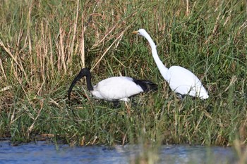 African Sacred Ibis Khwai Private Reserve(Okavango Delta) Wed, 5/15/2024