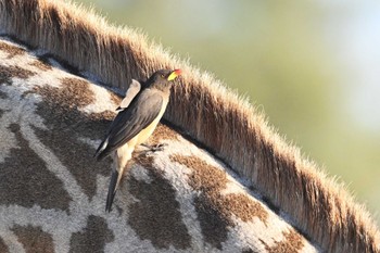 Yellow-billed Oxpecker モレミ動物保護区 オカバンゴ・デルタ Wed, 5/15/2024