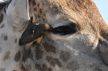 Yellow-billed Oxpecker モレミ動物保護区(オカバンゴ・デルタ)ボツワナ Wed, 5/15/2024