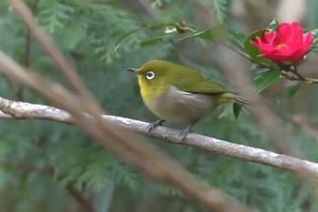 Sat, 1/12/2019 Birding report at 滋賀県甲賀市甲南町創造の森