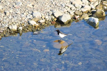 Japanese Wagtail 鴨川 Fri, 1/5/2024