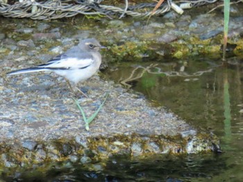 Sun, 5/26/2024 Birding report at 富田林市